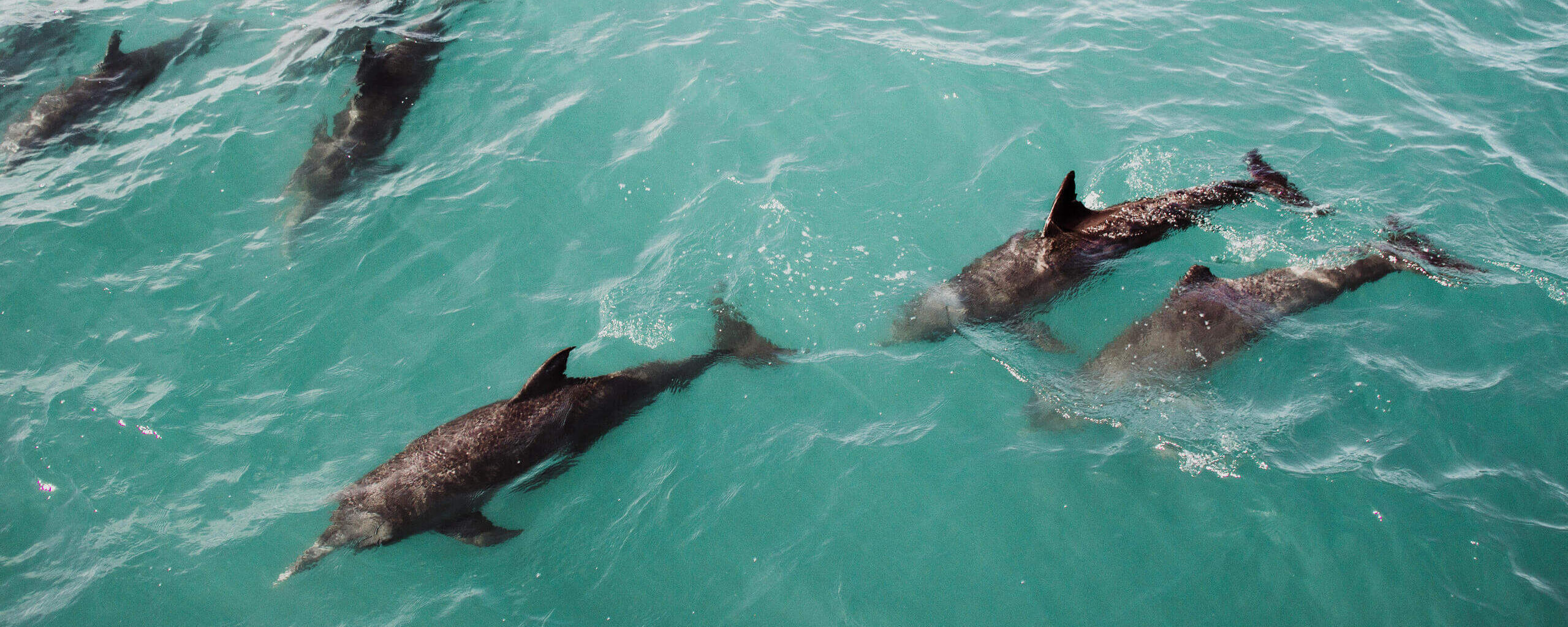 Delfine Western Australia