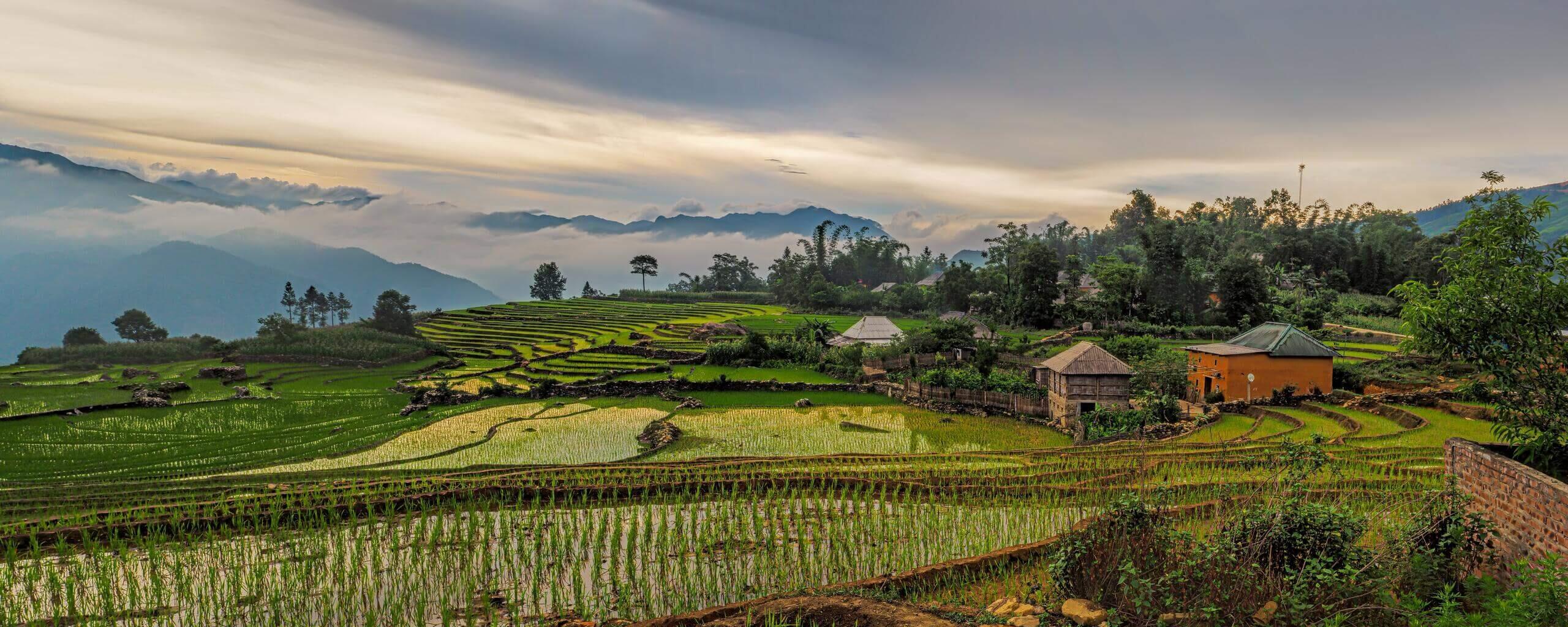 Vietnam Reisfelder